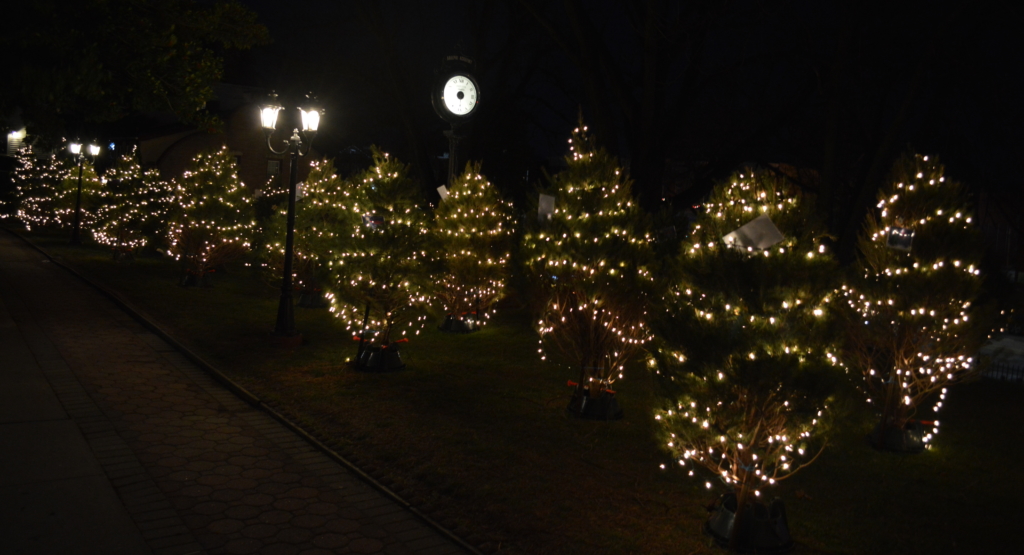 More than 150 trees shined brightly on Adelphi’s spacious grounds!